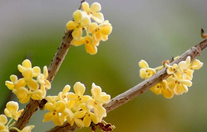 金蛇狂午升平岁,桂花香来是佳人指什么生肖，最新热门解答落实_精英版41.654