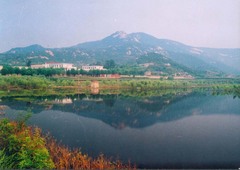 昔人已乘黄鹤去,羊角对牛山有虎打一准确生肖，最新热门解答落实_娱乐版54.428