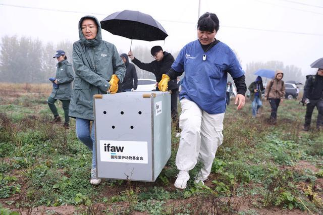 短趾雕住院渡劫18个月重回天空