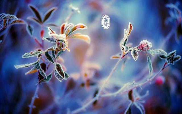 文化中国行看霜降节气 秋色深浓迎冬来