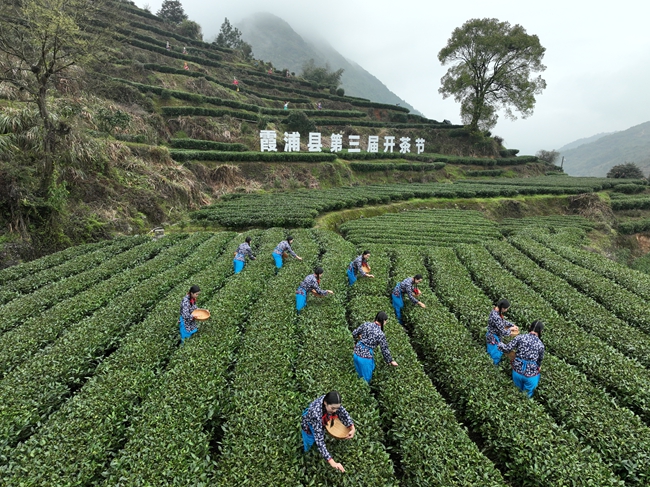 霞浦县种植茶叶补偿