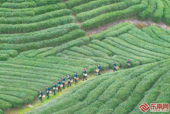 霞浦县种植茶叶补偿