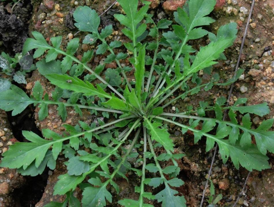 两角尖尖吃青草打猜一最佳生肖，确保成语解释落实的问题_标准版61.698