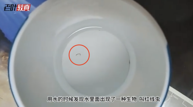 上海一小区饮用水中现活体红线虫 