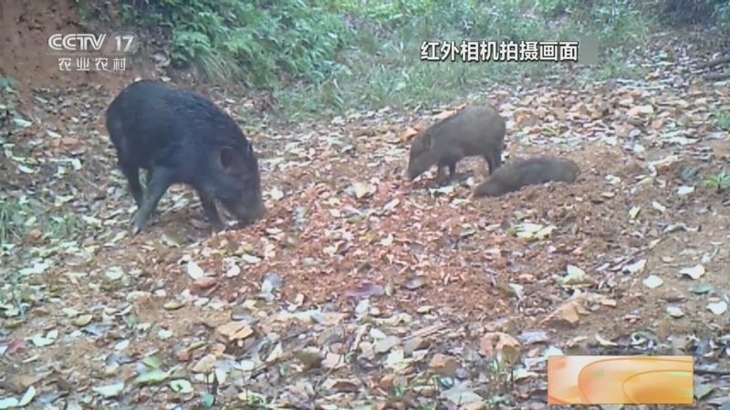 专家提醒无害化处理绝不是吃野猪 野猪泛滥问题引关注