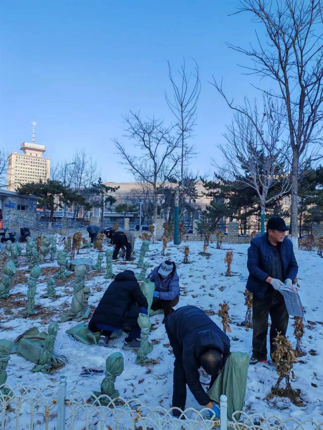 立冬已至 亚泰基地天然草坪盖上了“棉被”_养护_工作_进行